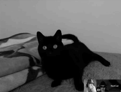 noir-cat