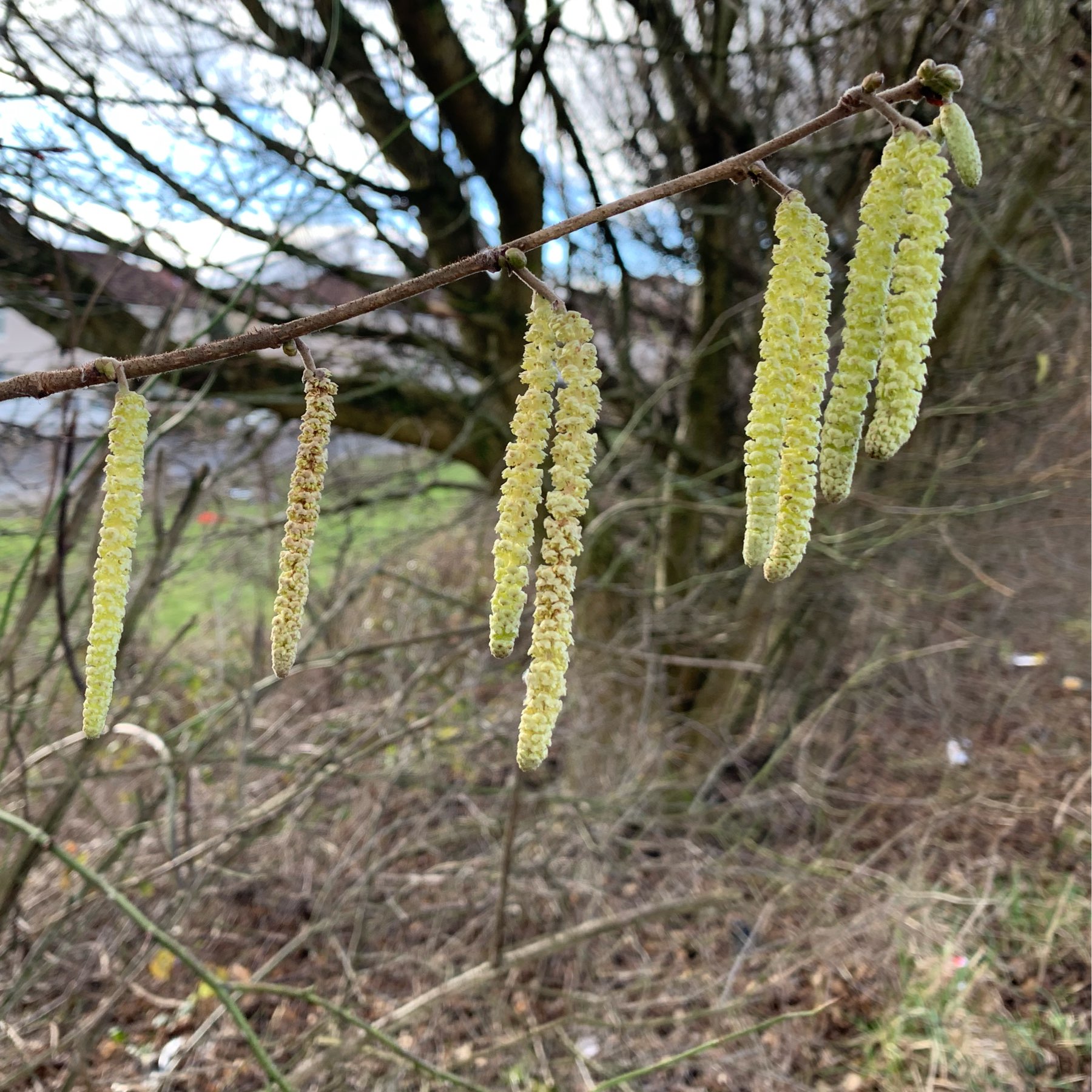 catkins