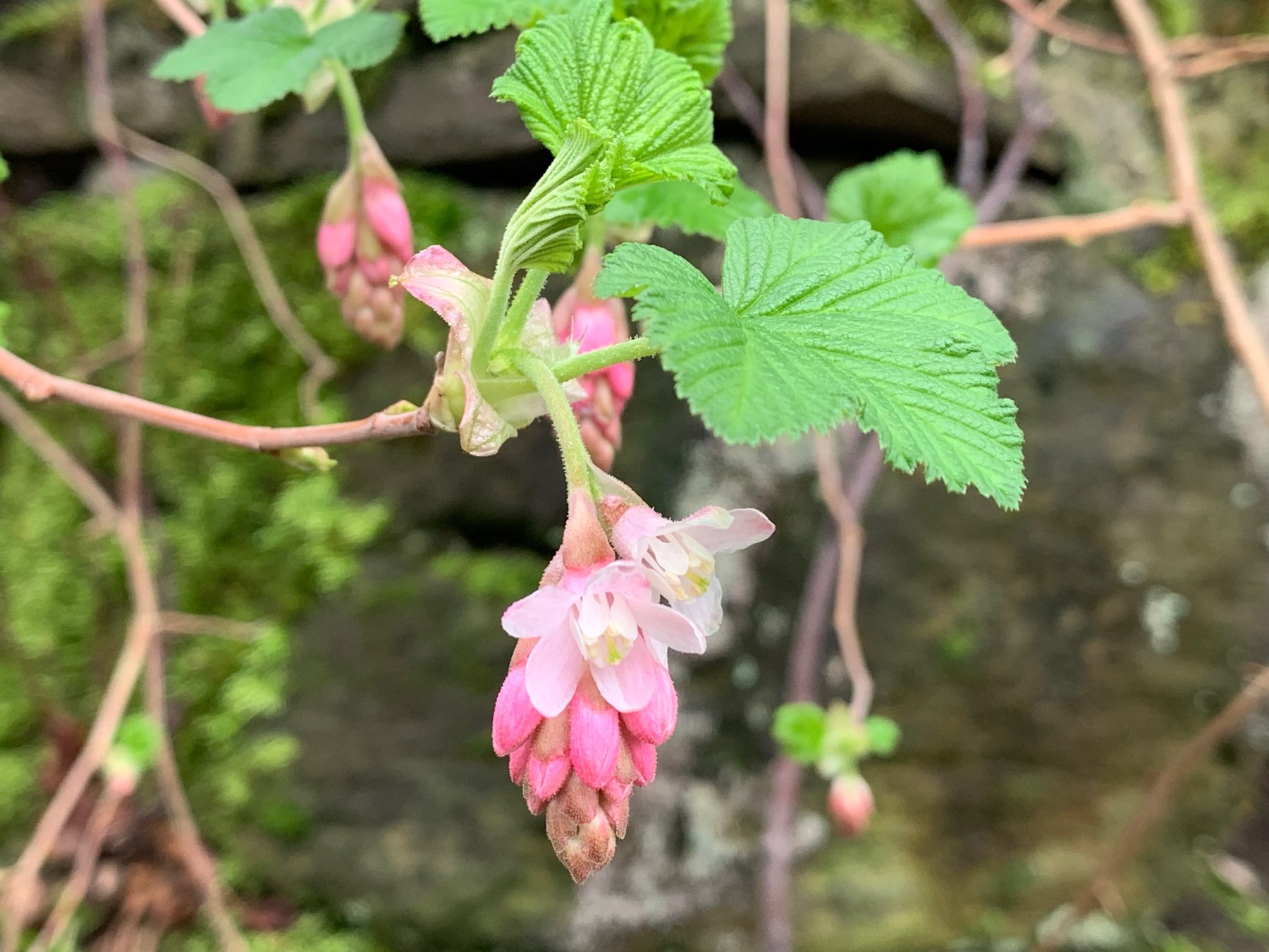 flowering current