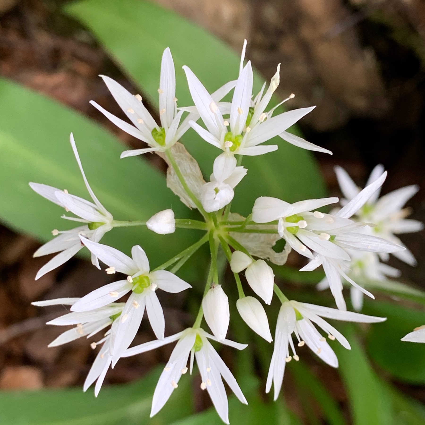 Ransoms, wild garlic