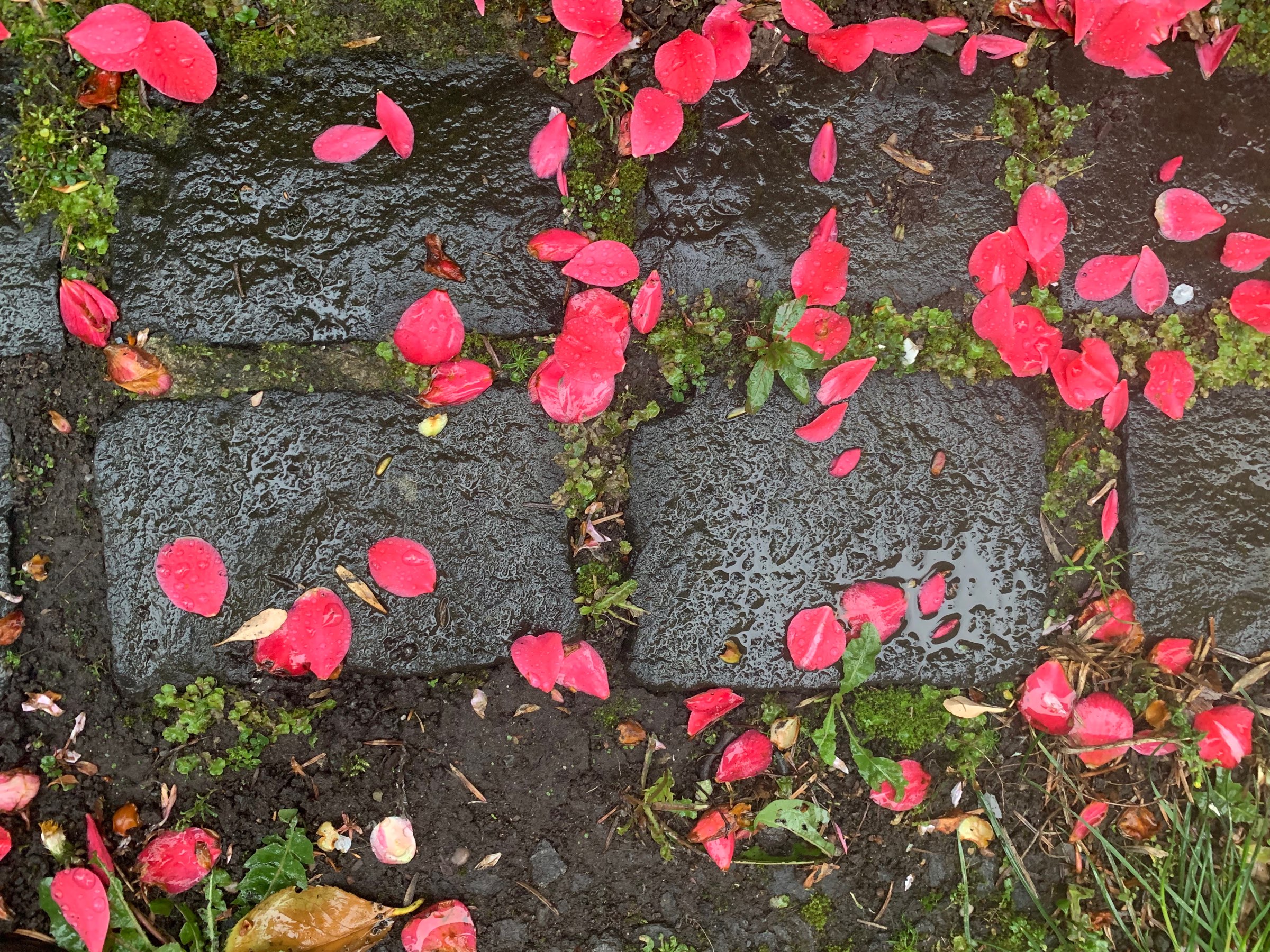 wet petals