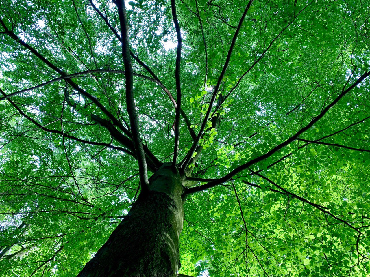 Beach tree from below