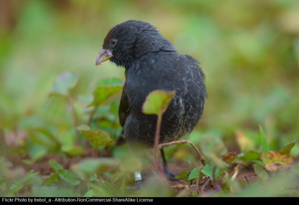 Imágenes integradas 1