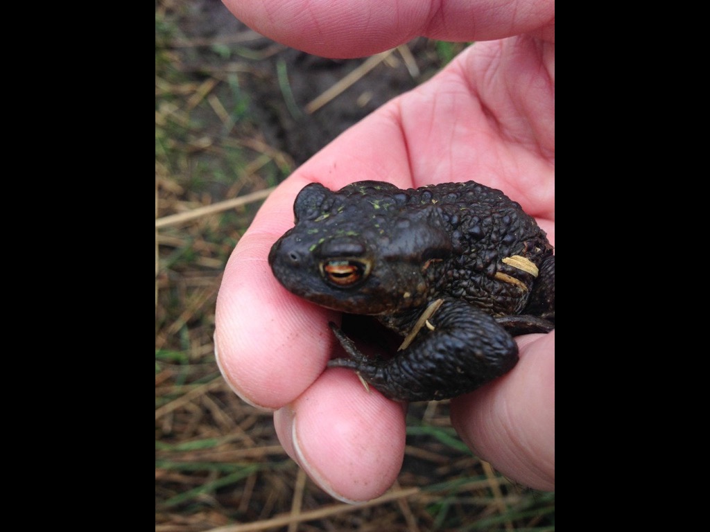 Img 076 toad