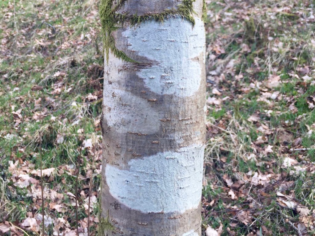 tree trunk and bark