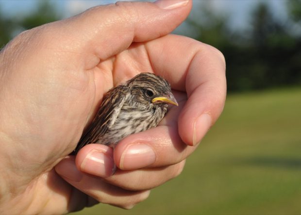 a-bird-in-the-hand