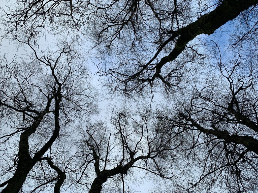 Birch, view from the ground…