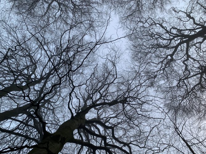 Beech View from the ground