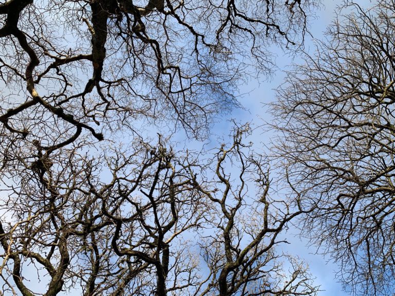 Two oaks and a sycamore…