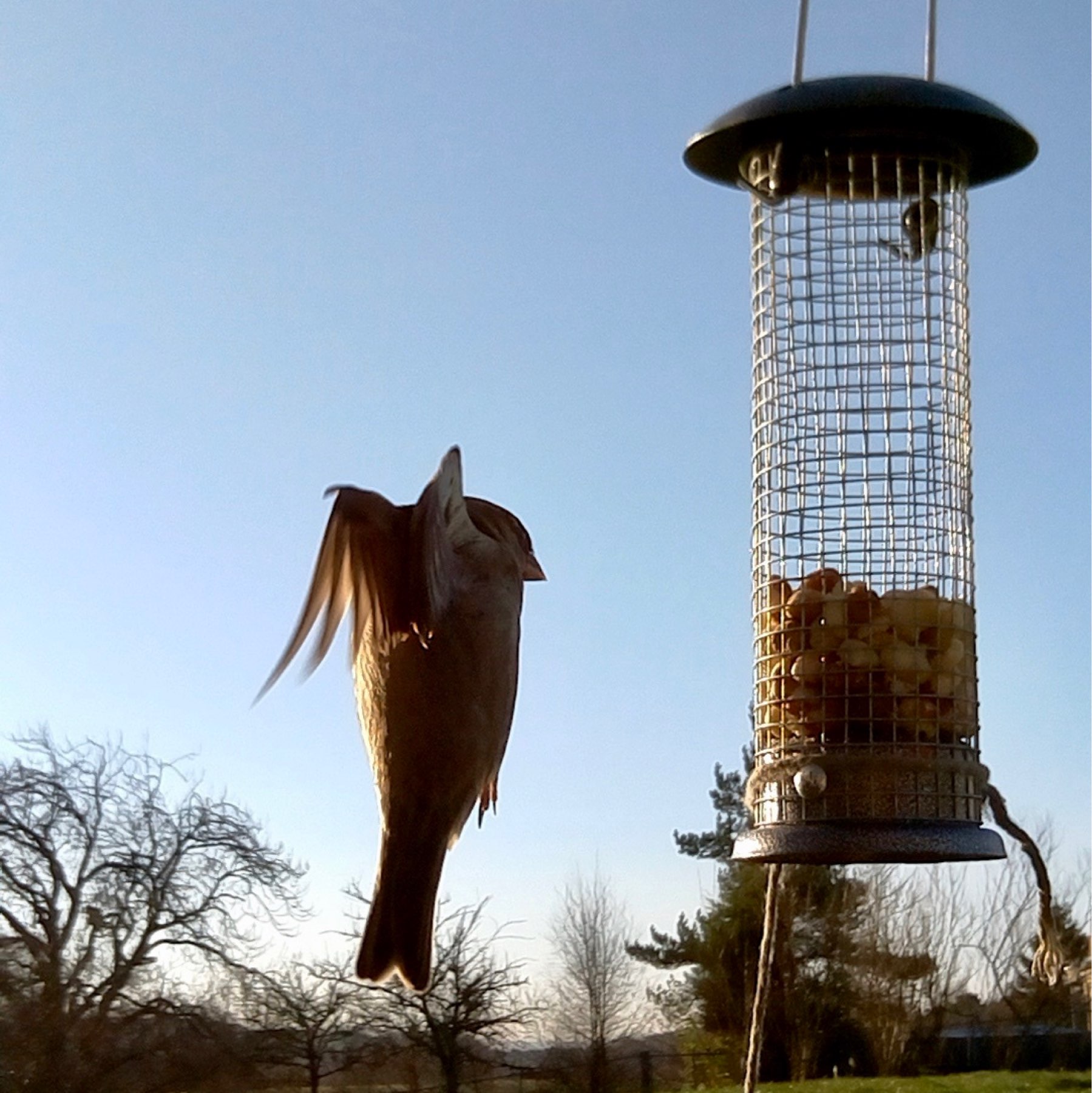 sparrow approaching bird feeder