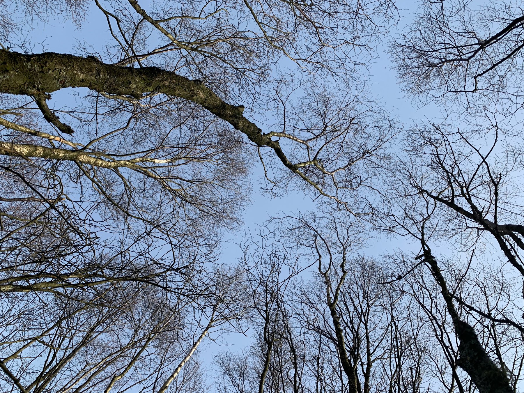 young birch trees from below in winter