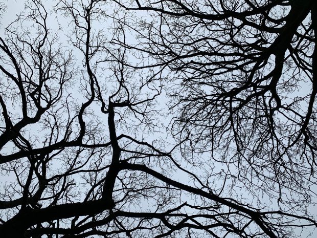 Sycamore bare branches from below.