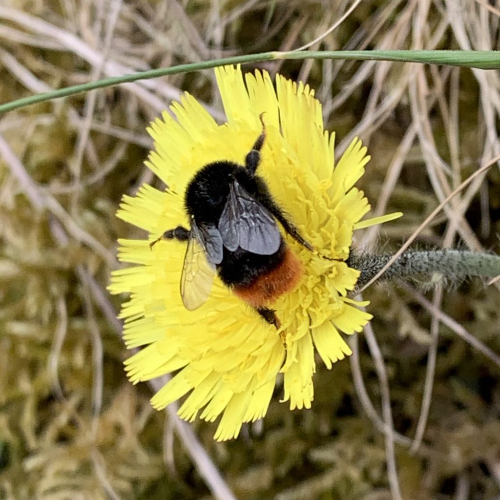 Lots of bumble bees out today….