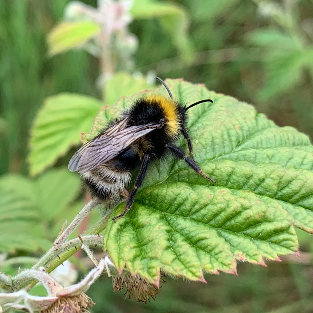 Lots of bumble bees out today….