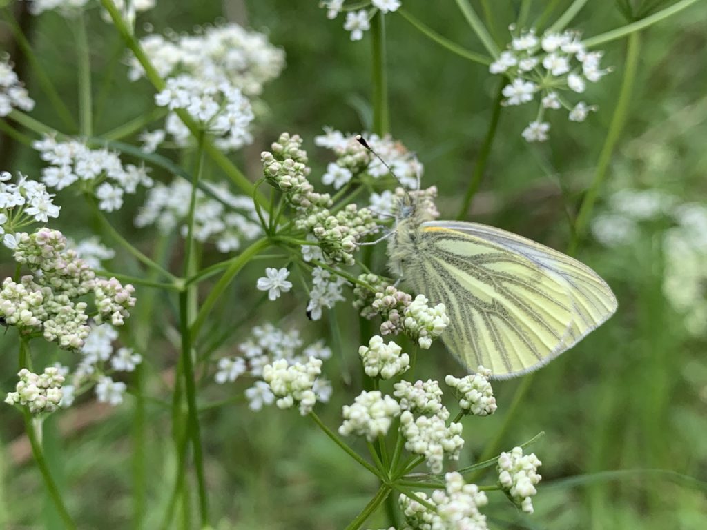 Green Veined white butterfly
