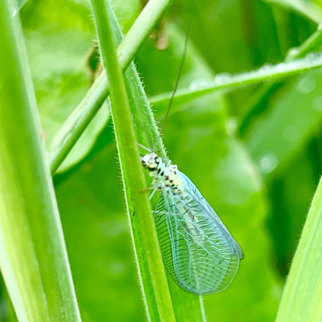 Lacewing.