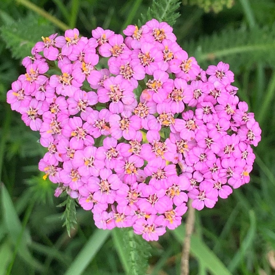 yarrow flowers