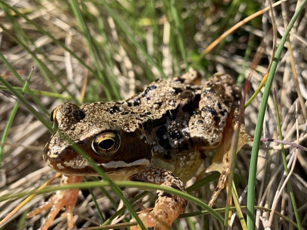 Frog in the Grass