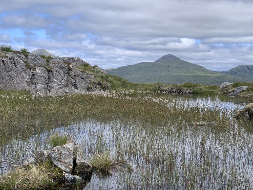 Ben Oss behind Bog Cotton