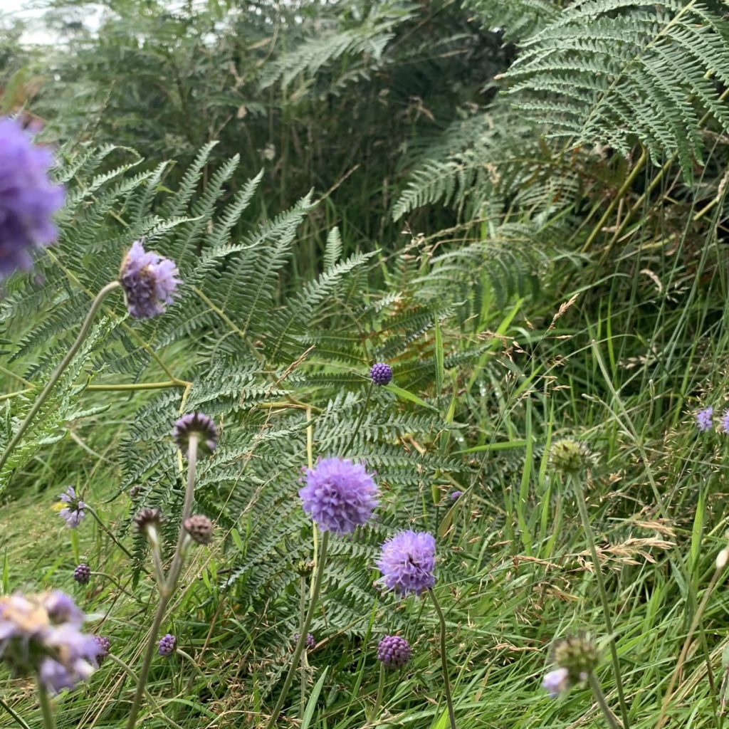 Scabious 