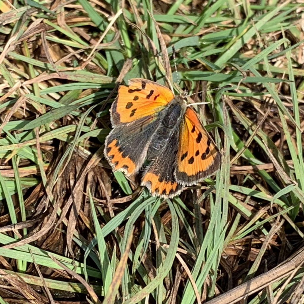 Small Copper