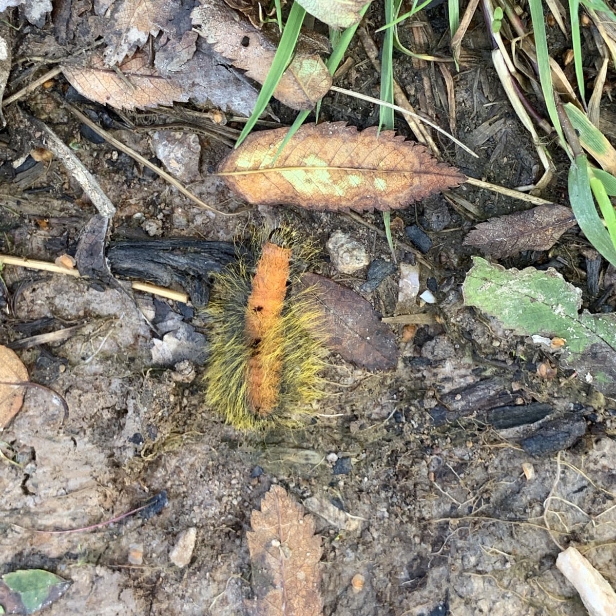 Hairy Caterpillar orange body, yelllow long haiir.