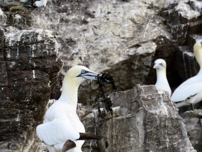 Gannet on Bass Rock