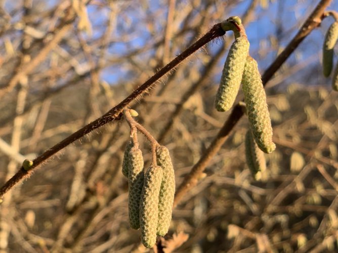 Hazel Catkins