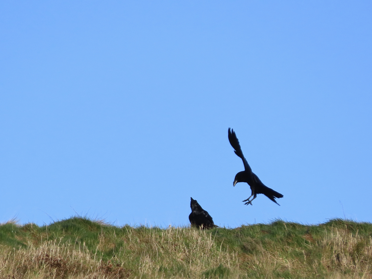 Raven landing beside another