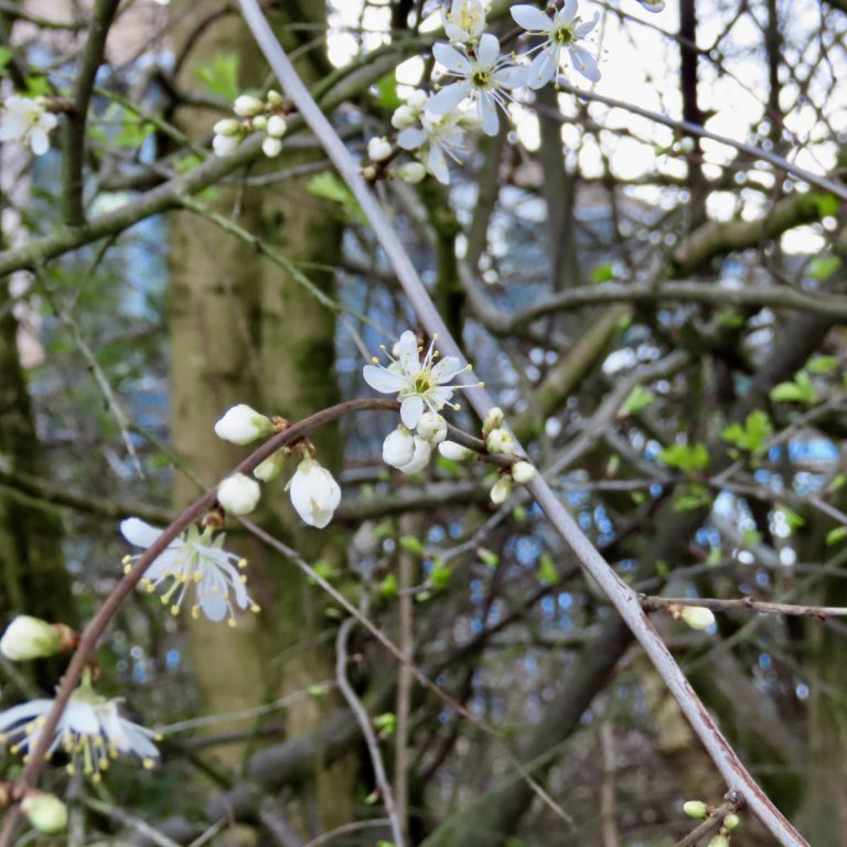 First Blackthorn