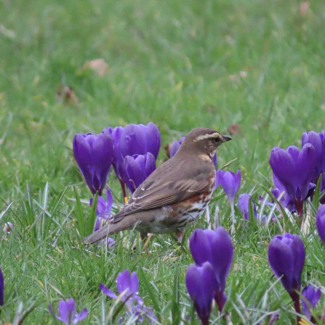 Redwing in the crocuses 