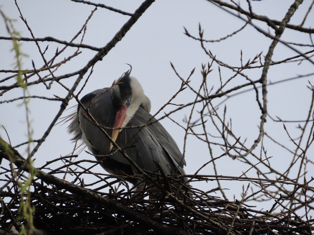 heron grooming on nest