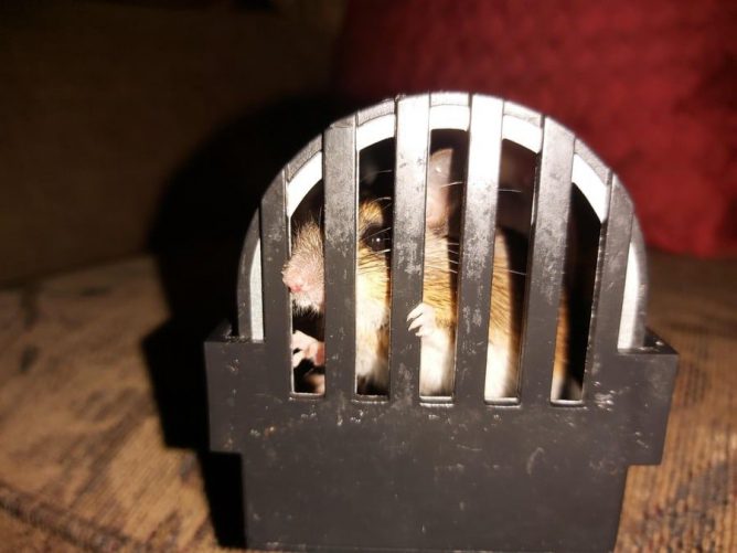 mouse in a live trap