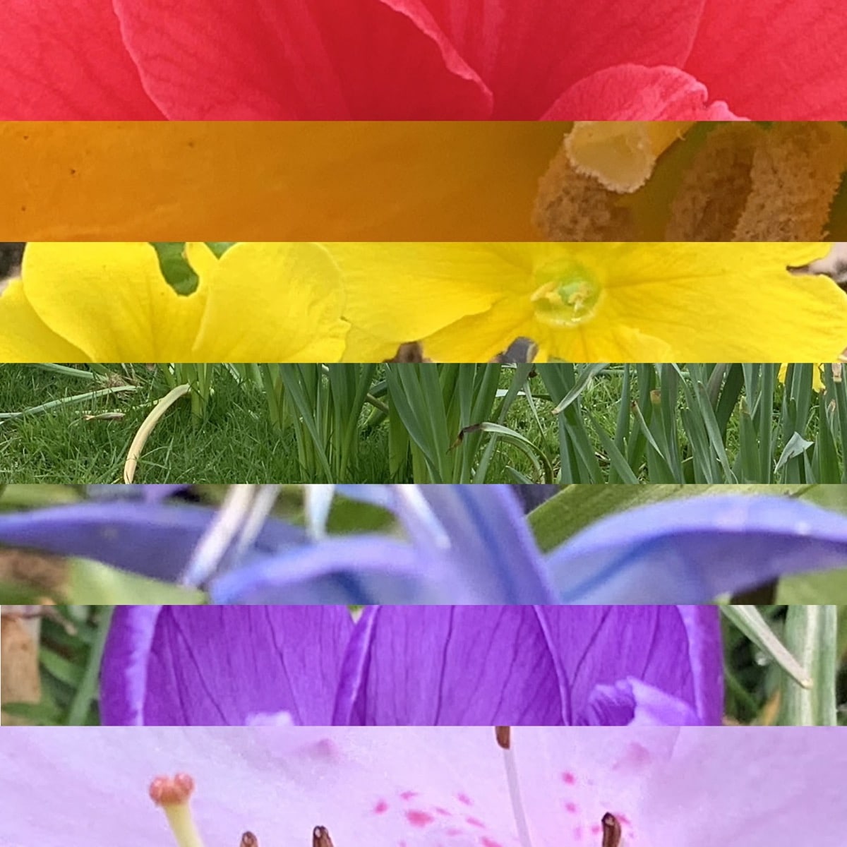 montage of rainbow colours from flowers roygbiv