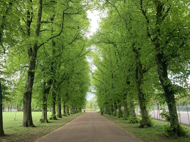 Avenue of trees