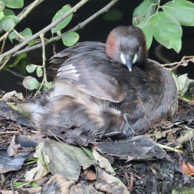 Dabchick Chick