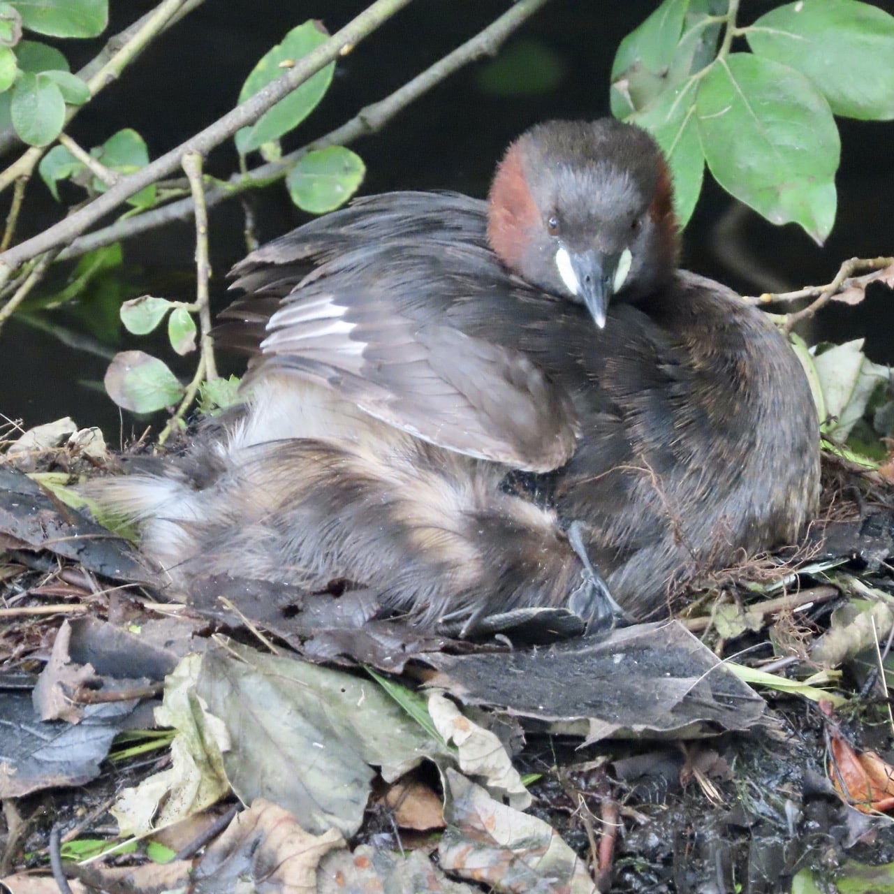 Dabchick on nest, foot of youngster under wind visible 