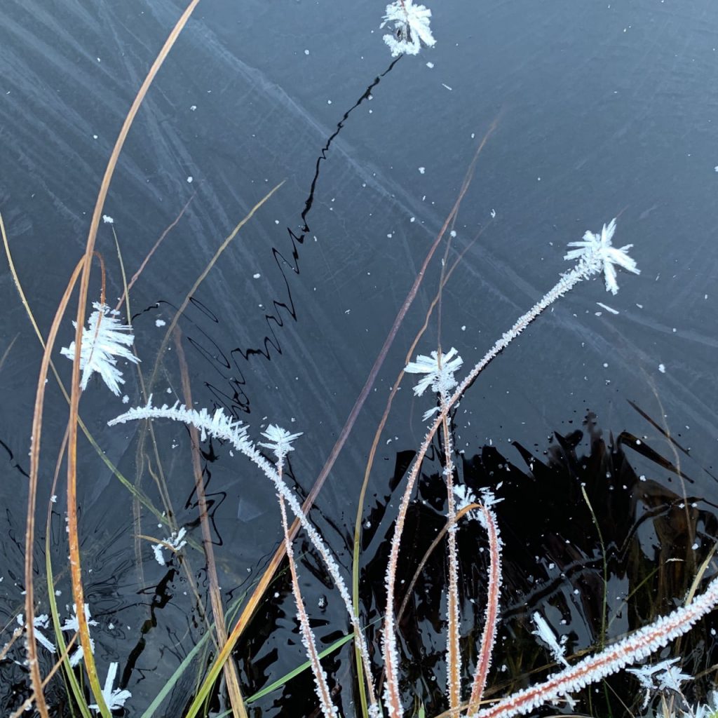 frost on reeds