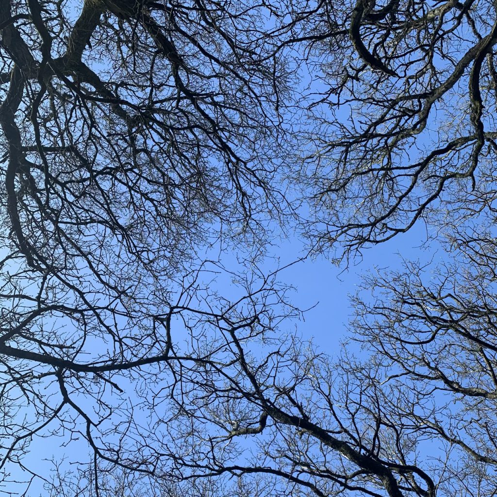 Oak trees from below