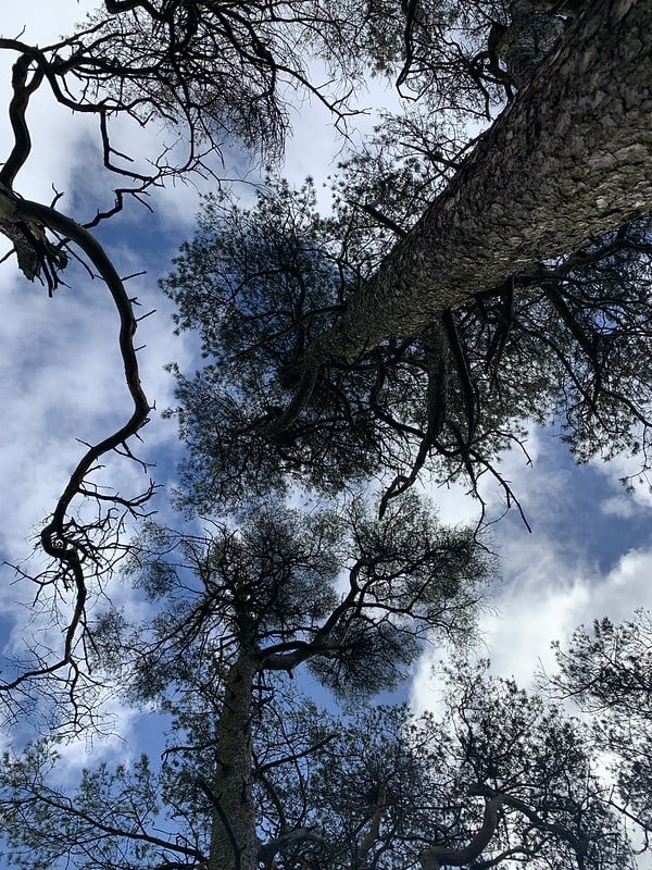Scots Pine from Below