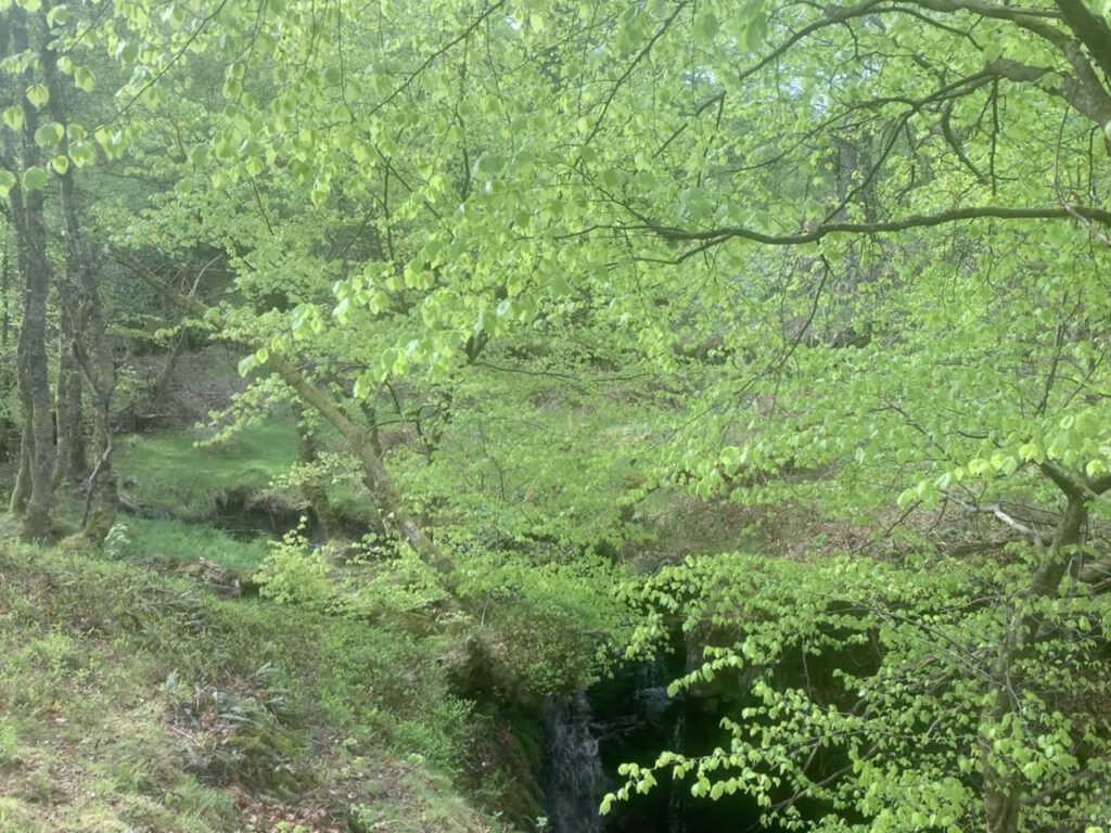 Fresh Beech Leaves