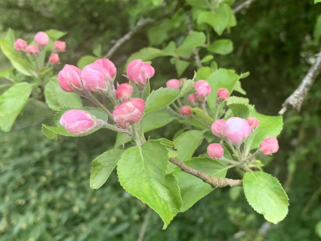 Apple Blossom