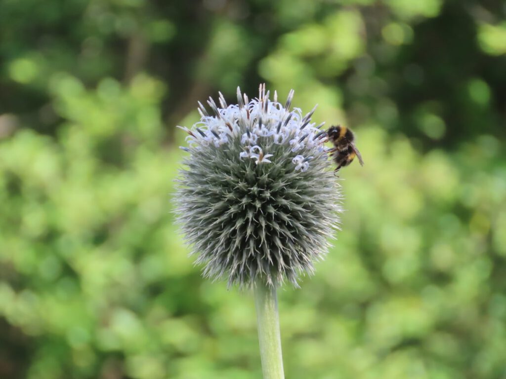 Globe Thistle with Bee