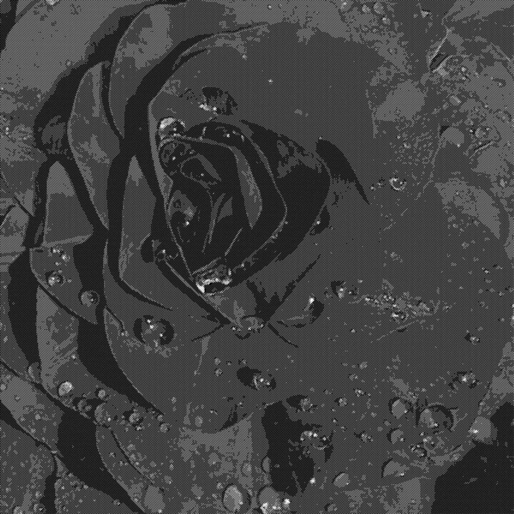 begonia crop greyscale dither