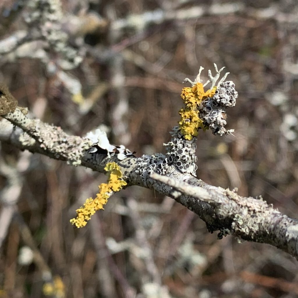 lichen on blackthorn