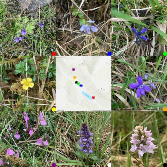 gird of photos around a map where they were taken. Small flowers on a may day.