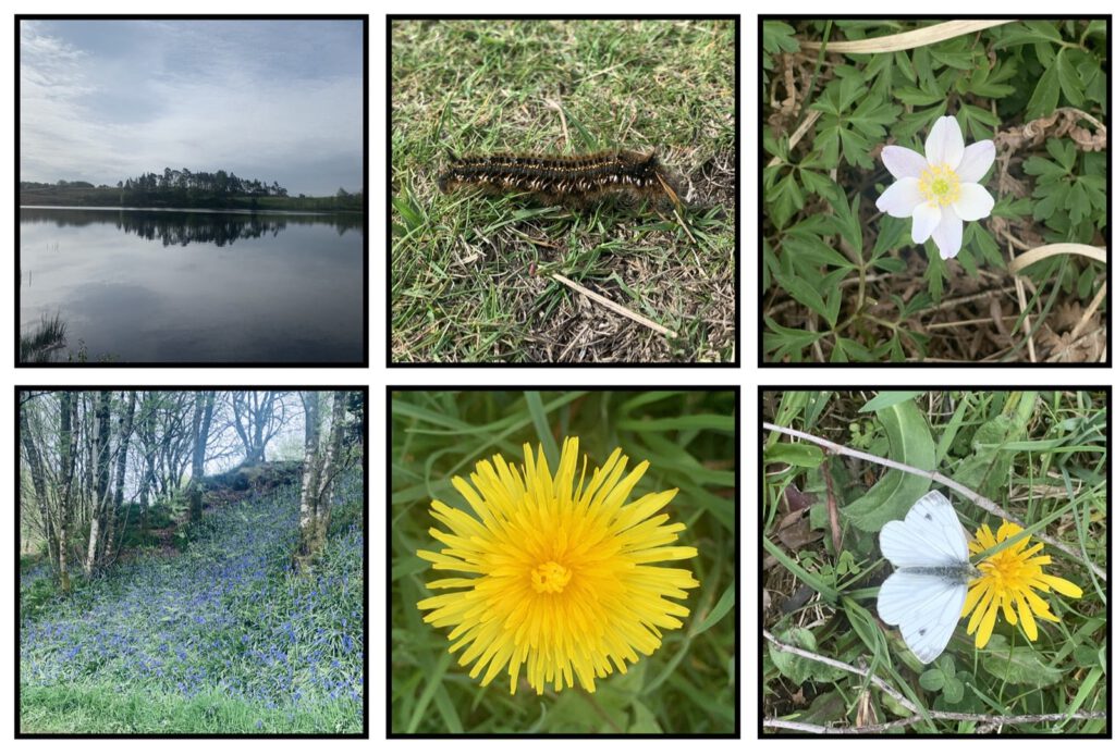 grid of images, Ardinning Loch, caterpillar, wood anemone, bluebells, dandelion & a green veined white
