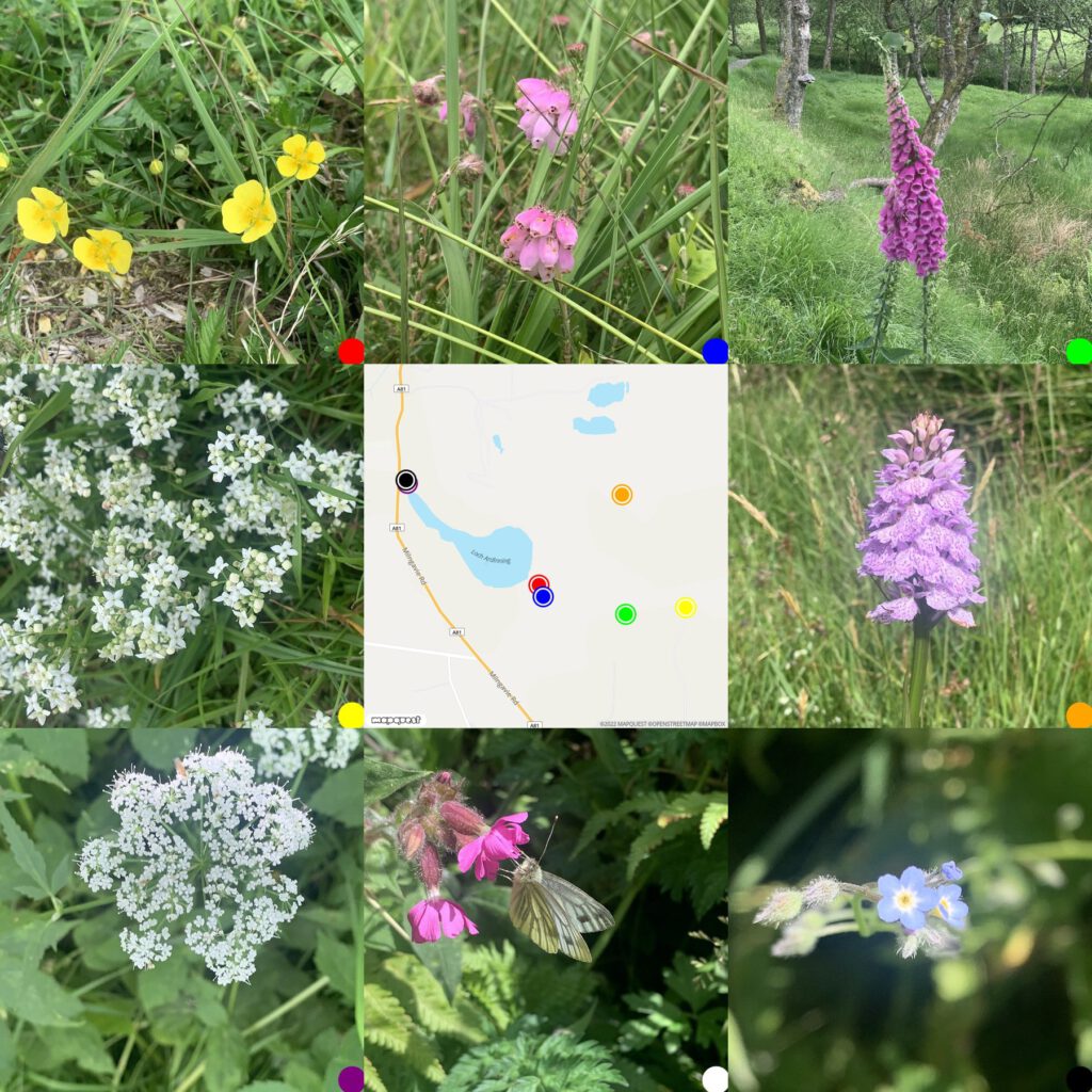 flora round map of were found, buttercup, bog heather, bedstraw, common spotted-orchid, ground elder, Green Veined white butter fly on campion, forget me not