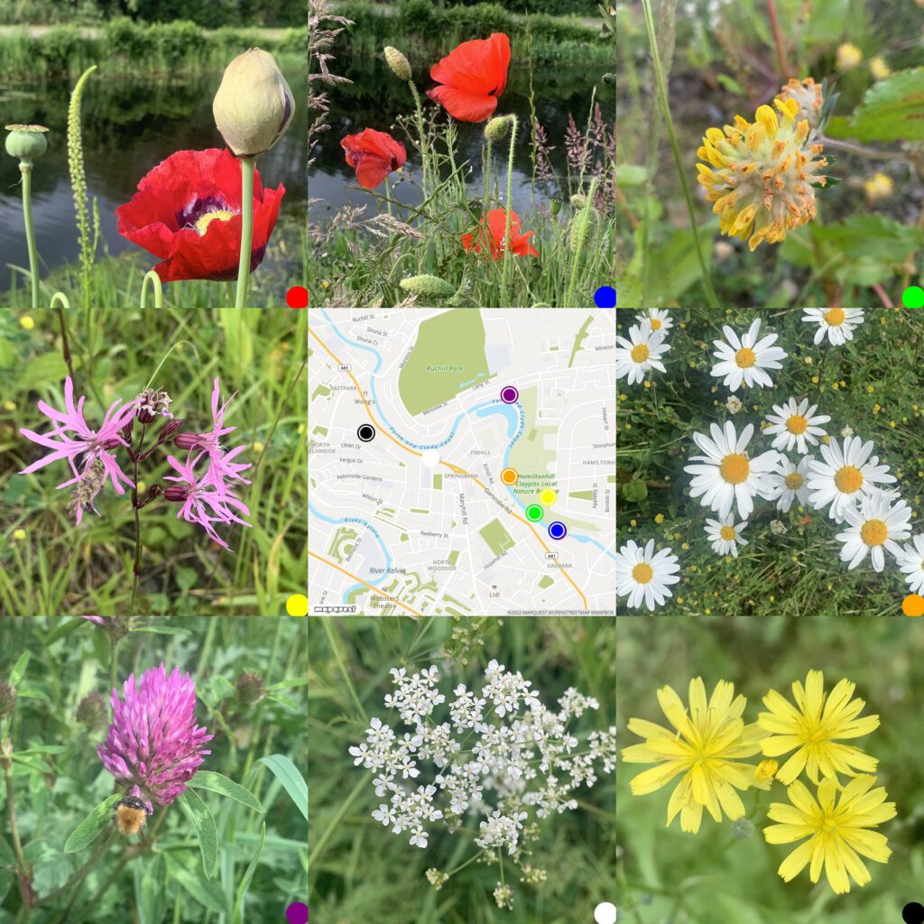 Flora along the forth & Clyde Canal. A grid of photos around a map of where they were taken. Poppies, vetch, ragged robin, oxeye daisy, clover, cow parsley & nipplewort
