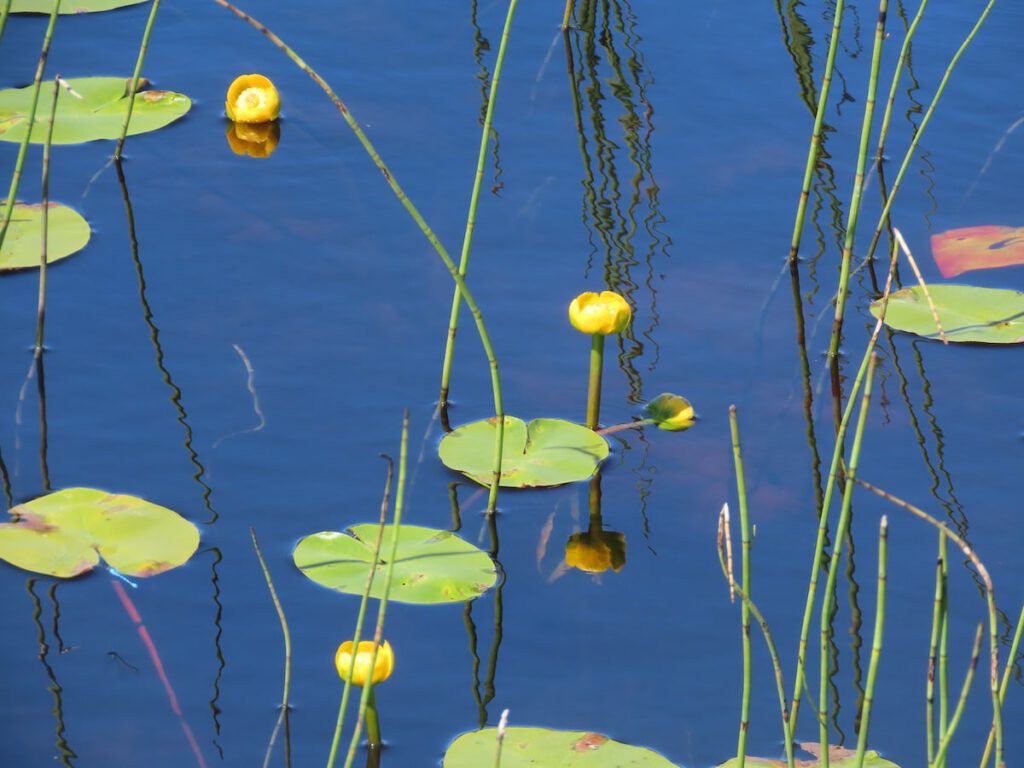 Water Lilies on Lily Loch